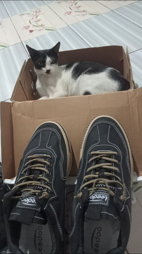 6. Leedoo Sepatu Kerja Pria Casual Outdoor Sneakers Original 100 Kekinian Olahraga Shoes Hitam MC448 - Foto ulasan pembeli
