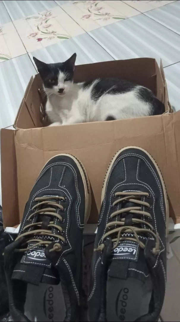 6. Leedoo Sepatu Kerja Pria Casual Outdoor Sneakers Original 100 Kekinian Olahraga Shoes Hitam MC448 - Foto ulasan pembeli