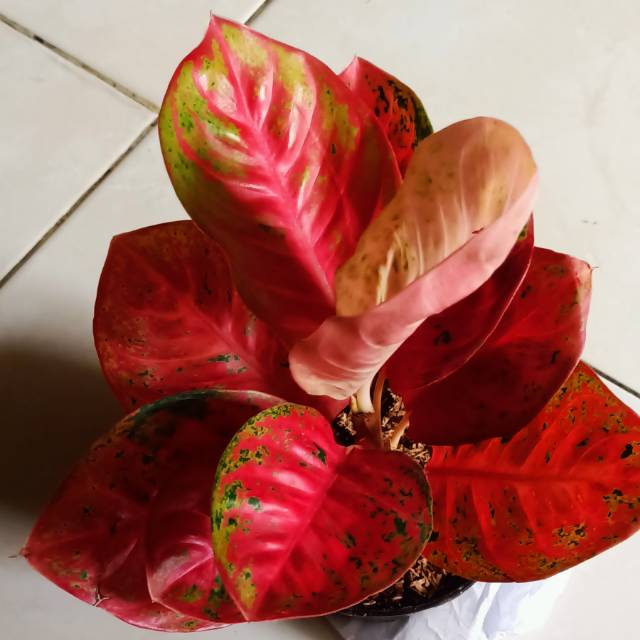 Foto ulasan pembeli yayuk_indra72, varian Pemda sedang,3mtr