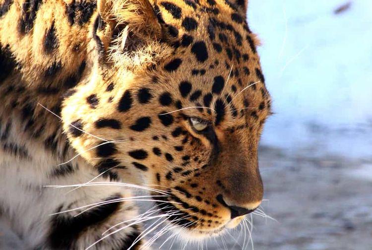 Foto ulasan pembeli macan_tutul, varian XXL
