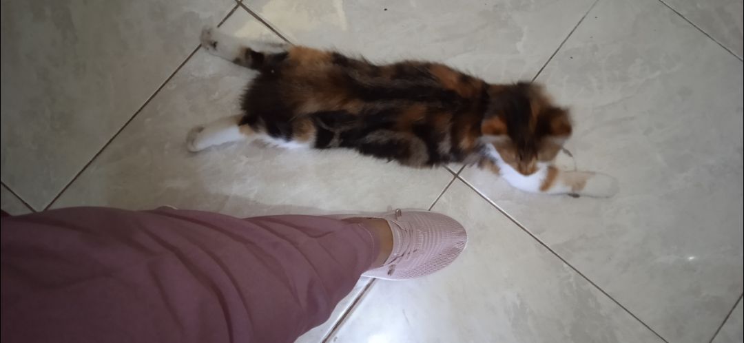 LVR Minji Sepatu Slip On Wanita Sepatu Rajut Wanita Flyknit Sport FREE BOX LV0627 - foto 3 dari 10, itaniazka