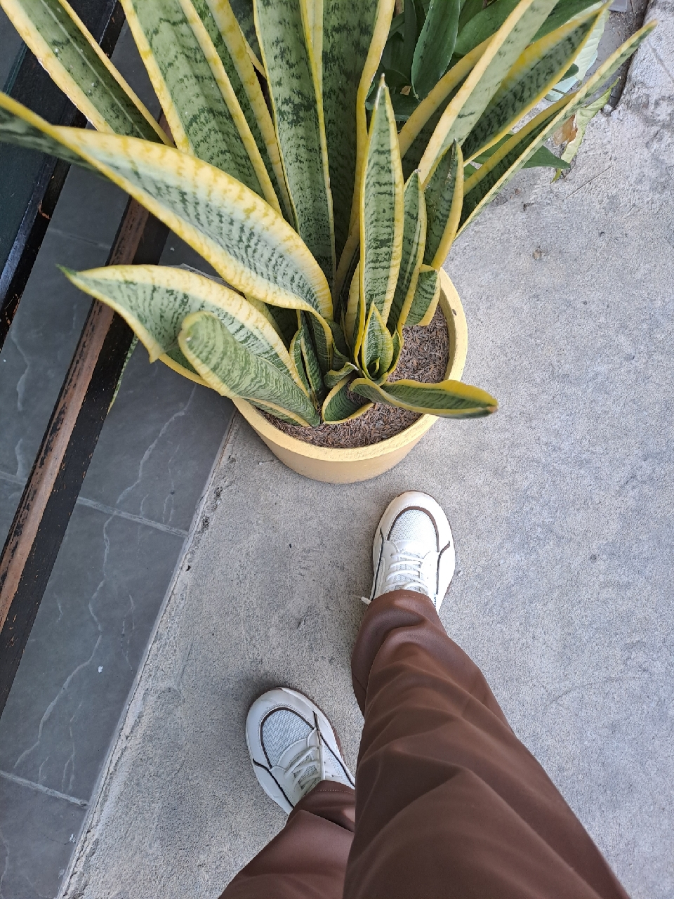SOVELLA Marsha Sepatu Wanita Sneakers Olahraga - Buyer review photo