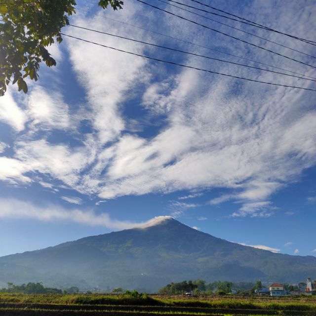 Foto ulasan pembeli kembanggodong, varian Panda,38